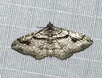 Costaconvexa centrostrigaria