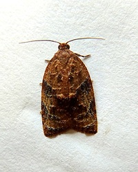 Platynota flavedana