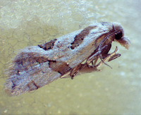 Aethes unidentified species