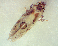 Aethes unidentified species