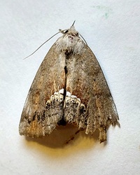 Hypsoropha hormos