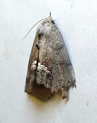Hypsoropha hormos