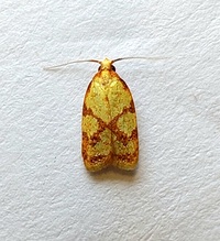 Sparganothis sulfureana