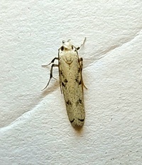 Glyphidocera lactiflosella