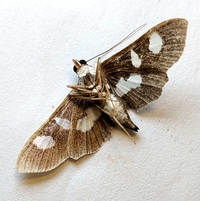 Desmia funeralis