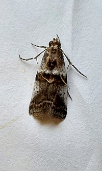 Acrobasis unidentified species