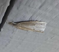 Xubida panalope