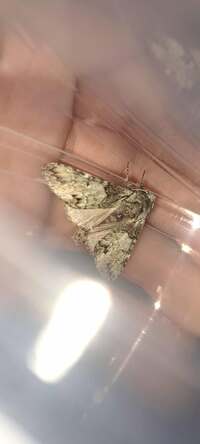 Macrurocampa marthesia