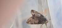 Macrurocampa marthesia