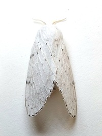 Artace cribrarius