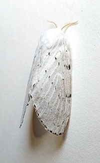 Artace cribrarius