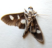 Desmia funeralis