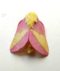 Dryocampa rubicunda