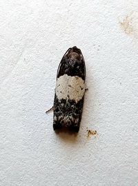 Epiblema scudderiana