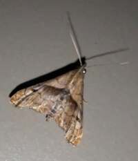 Palthis angulalis