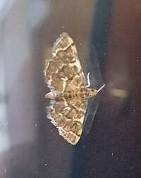 Anageshna primordialis