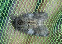 Peridea angulosa
