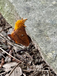 Anisota unidentified species