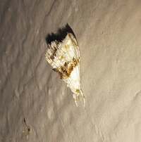 Lipocosma septa