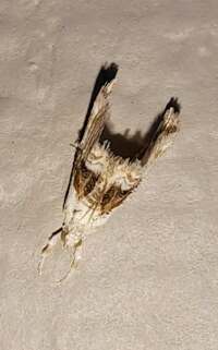 Lipocosma septa