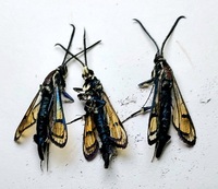 Synanthedon exitiosa