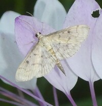 Herpetogramma unidentified species