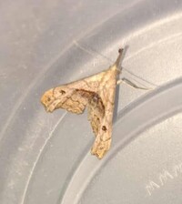 Palthis angulalis