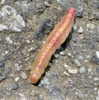 Misogada unicolor