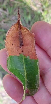 Filatima serotinella