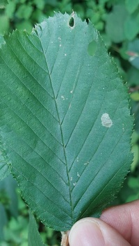 Paraclemensia acerifoliella