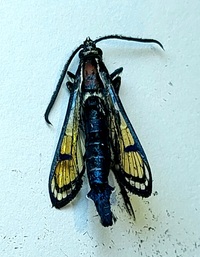 Synanthedon exitiosa