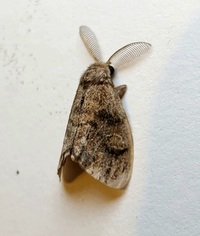 Orgyia definita