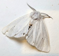 Spilosoma virginica