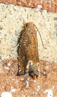 Epiblema abruptana