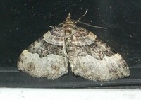 Xanthorhoe lacustrata