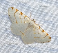 Macaria pustularia