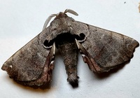 Apatelodes torrefacta