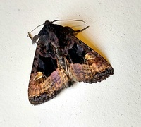 Euplexia benesimilis