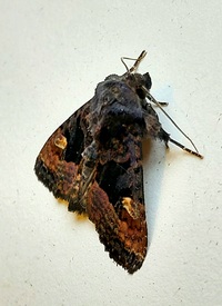 Euplexia benesimilis