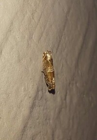 Sonia paraplesiana