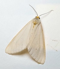 Haploa unidentified species