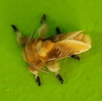 Megalopyge opercularis
