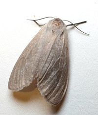 Euchaetes egle
