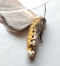 Euchaetes egle