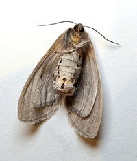 Euchaetes egle