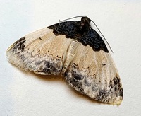 Mesoleuca ruficillata