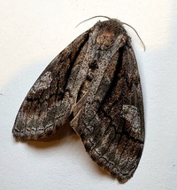 Dasychira obliquata