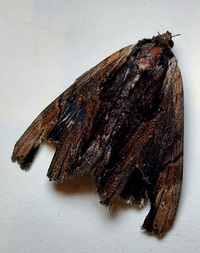 Catocala ultronia