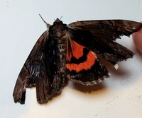 Catocala ultronia