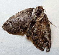 Baileya dormitans